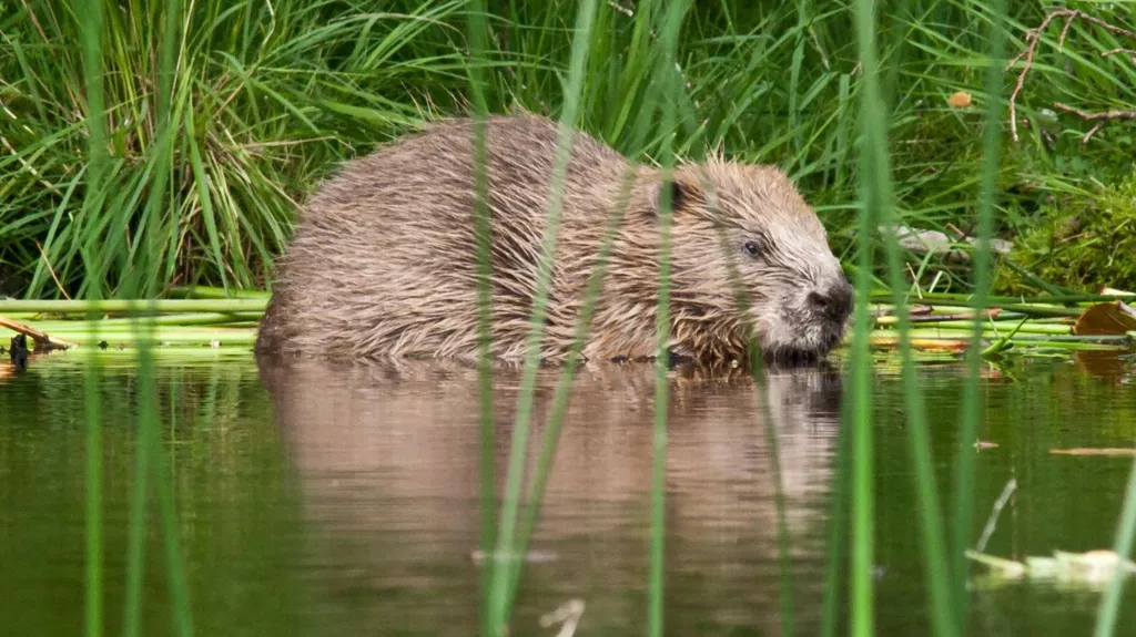 Beaver 